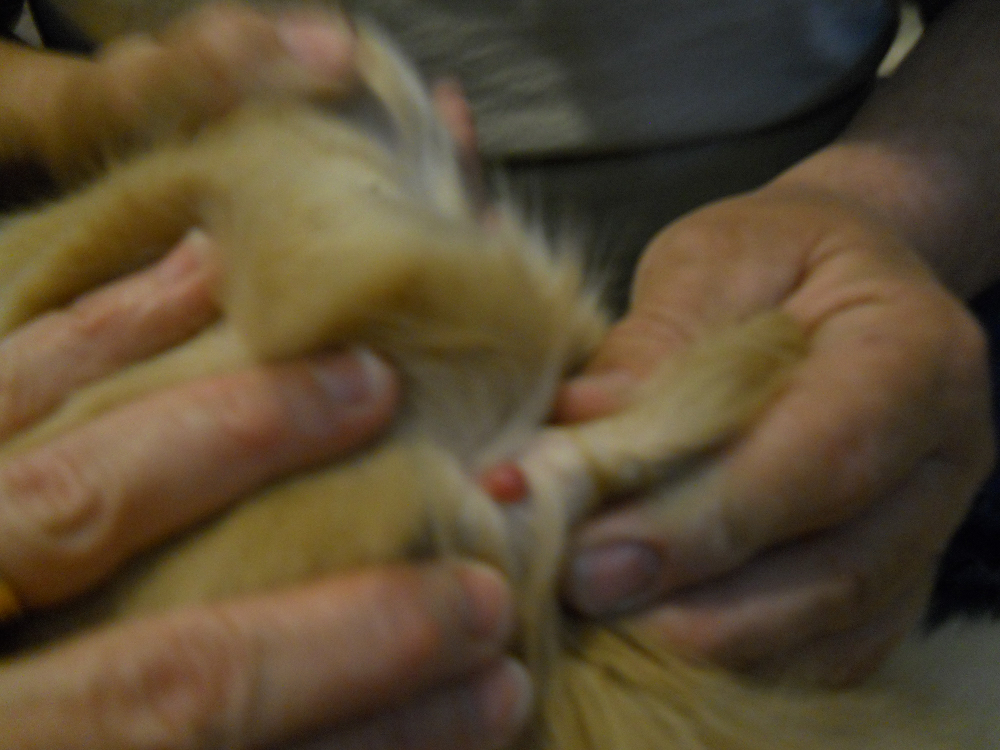 red basal cell tumor on dogs scalp