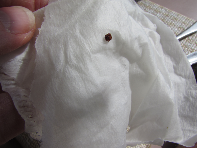 A piece of white cloth with a very small black dot on it, the dot is a smashed deer tick. Image taken by Nancy Gurish, Editor