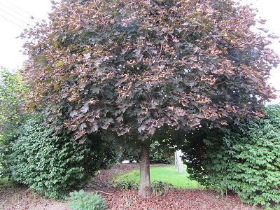 tree with reddish leaves japanese maple