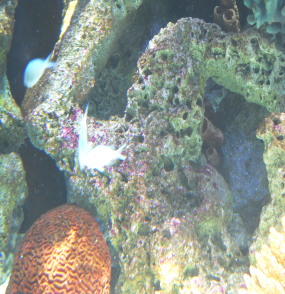 blue fish on coral background in an aquarium