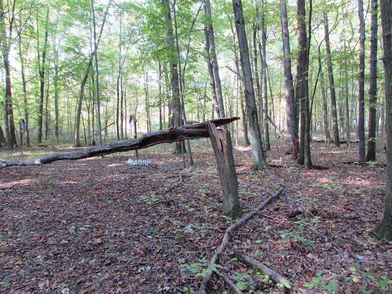forest from southern ohio trees in fall, Photograph taken by Nancy K Gurish, Editor YHTF Magazine